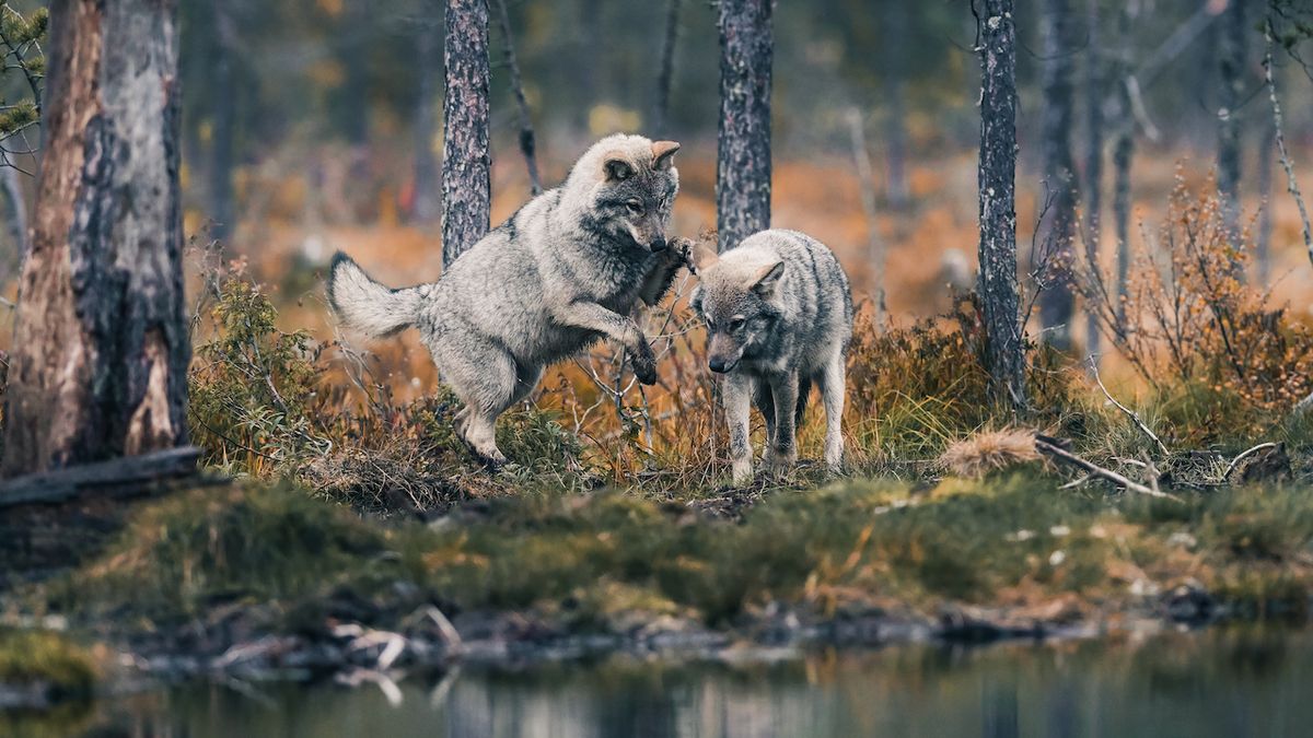 Populární fotograf dokumentoval život vlčích mláďat. Jeho tipy využijete i v Česku